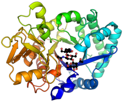 Homo sapiens acidic mammalian chitinase 3FY1.png