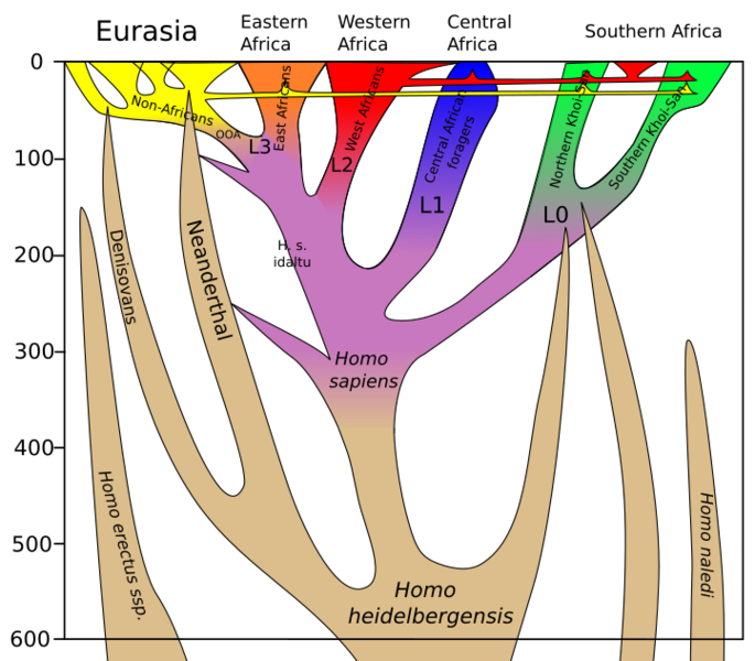 File:Homo sapiens lineage.svg