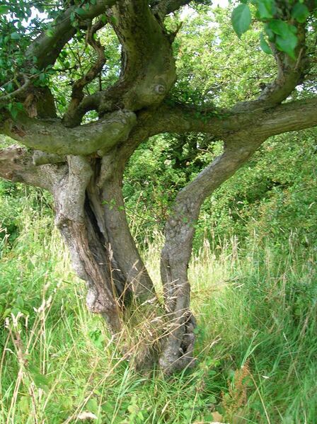 File:Husband and Wife Trees - Linncraigs, Dalry.JPG