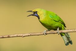 Jerdon's Leafbird.jpg