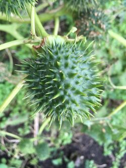 Jimsonweed seed capsule.jpg