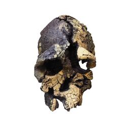 Kenyanthropus platyops-MGL 95210-P5030042-white.jpg