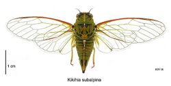 Kikihia subalpina dorsal.jpg