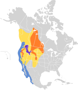 Larus californicus map.svg