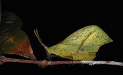 Leaf Grasshopper (Systella sp.) (8740956399).jpg