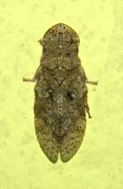 Leafhopper @ Kanjirappally, Kerala 01.jpg