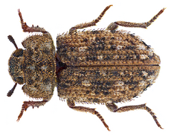 Leichenum variegatum (Klug, 1833) Syn.- Leichenum canaliculatum variegatum (Klug, 1833) (28663520141).png