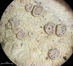 Lichenoconium lecanorae - Flickr - pellaea.jpg