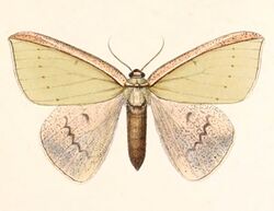 Limbatochlamys rosthorni 1894.jpg