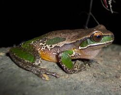 Litoria Daviesae.JPG