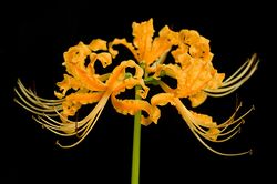 Lycoris aurea.jpg