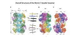 MCM DH overall structure.jpg