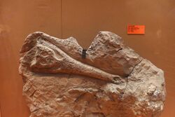 Maomingosuchus-Tianjin Natural History Museum.jpg
