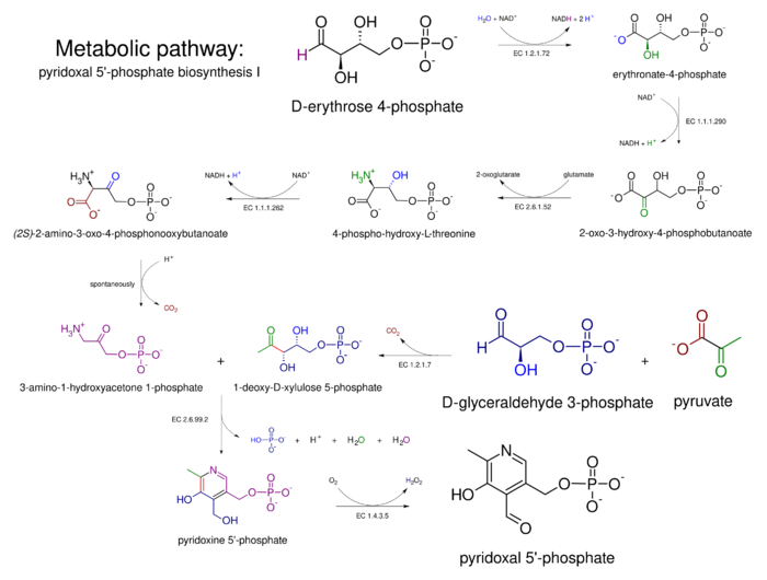 Metabolic pathway- pyridoxal 5'-phosphate biosynthesis I v 2.0.svg