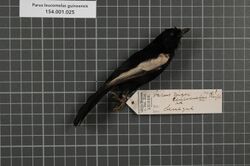 Naturalis Biodiversity Center - RMNH.AVES.131224 1 - Parus leucomelas guineensis Shelley, 1900 - Paridae - bird skin specimen.jpeg