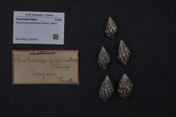 Naturalis Biodiversity Center - ZMA.MOLL.355978 - Peristernia gemmata (Reeve, 1847) - Fasciolariidae - Mollusc shell.jpeg