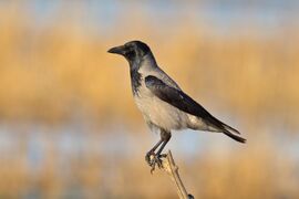 A Hooded crow thrush on a branch