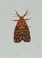Nepita conferta moth.jpg