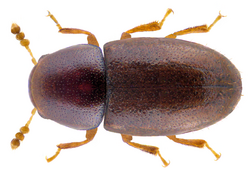Octotemnus glabriculus (Gyllenhal 1827) (32085852931).png