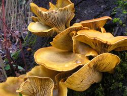 Omphalotus olivascens 125218.jpg