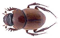 Onthophagus ochreatus D'Orbigny, 1897 (35942558393).png