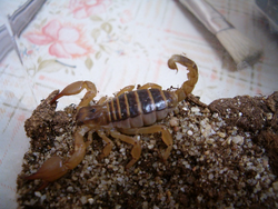 Opistophthalmus boehmi.png