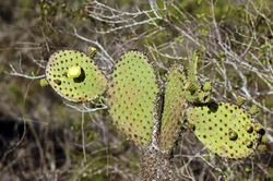 Opuntia insularis (15248393694).jpg