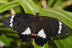 Orchard Butterfly - melbourne zoo.jpg