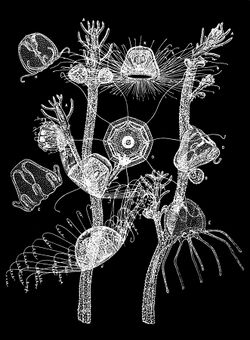 "Turritopsis" life cycle. Two branches from the tree-like colony are shown, with a feeding hydra (A) the tip of each twig. Buds at the base of the hydra (at B) eventually detach and grow into adult jellyfish (K)