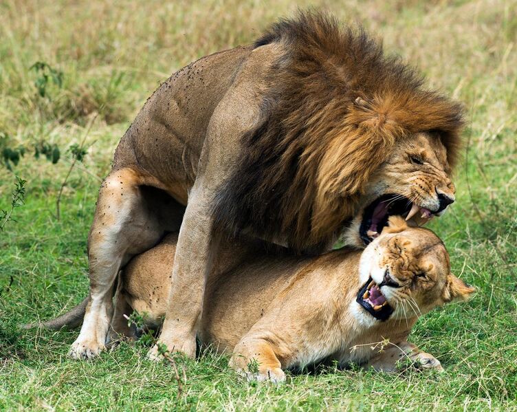 File:Panthera leo massaica mating.jpg