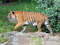 Indochinese tiger at the Berlin Zoological Garden
