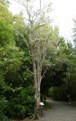 Pennantia corymbosa tree11.JPG