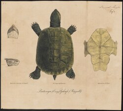 Pentonyx gehafi - 1700-1880 - Print - Iconographia Zoologica - Special Collections University of Amsterdam - UBA01 IZ11600147.tif