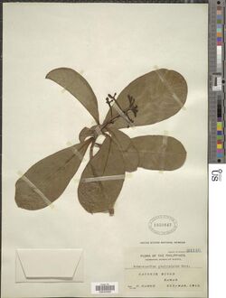 Petersianthus quadrialatus (Merr.) Merr. (NMNH-03042592).jpg