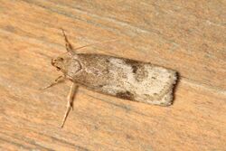 Phaeosaces apocrypta 173062803.jpg