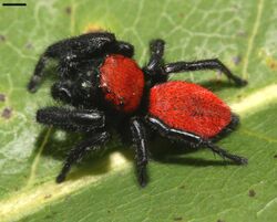 Phidippus apacheanus 4189.jpg