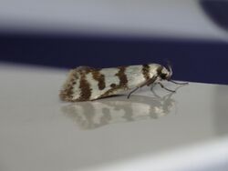 Philobota impletella (15562075837).jpg