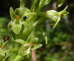 Piperia-michaelii-flower.jpeg