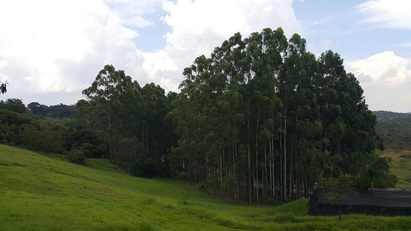 File:Plantação de Eucalipto, Parque do Itaim - Taubaté.jpg