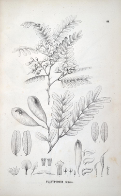 Platypodium elegans florabrasiliensis.png