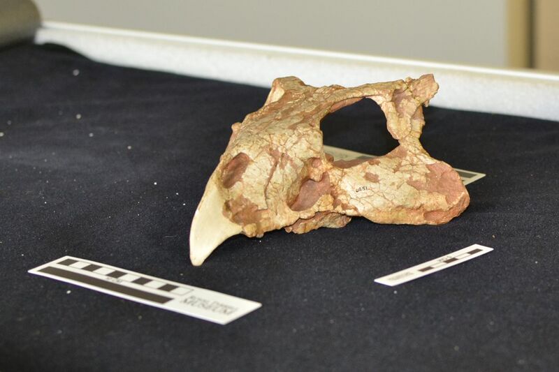 File:Protoceratops andrewsi AMNH 6251.jpg