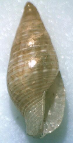 Pseudamycla formosa 002.jpg