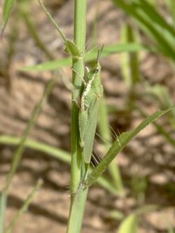 Pyrgomorpha cognata female2.jpg