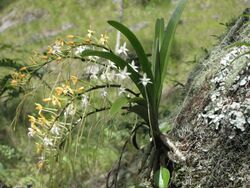 Rangaeris muscicola - Mount Mecute (10313186973).jpg