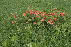 Rhododendron japonicum 06.jpg