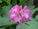 Rhododendron macrophyllum.JPG