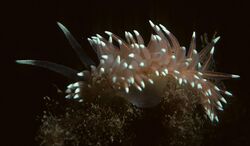 Salmon aeolis, Flabellina salmonacea (Coryphela salmonacea), an aolid nudibranch in Newfoundland, Canada. (21389537295).jpg