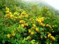 Sarı çiçekli ormangülü-1.jpg