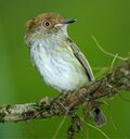 Scale-crested Pygmy-Tyrant 3.jpg