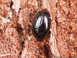 Scaphisoma agaricinum 05.JPG